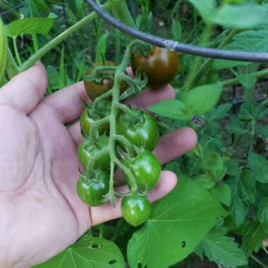 Dyllan's garden