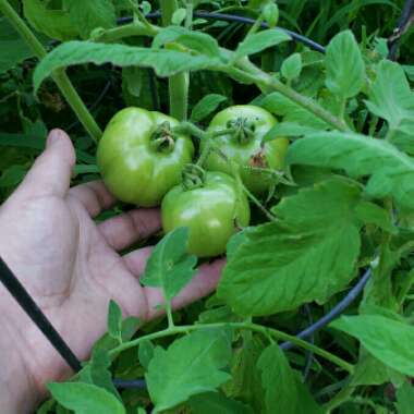 Dyllan's garden