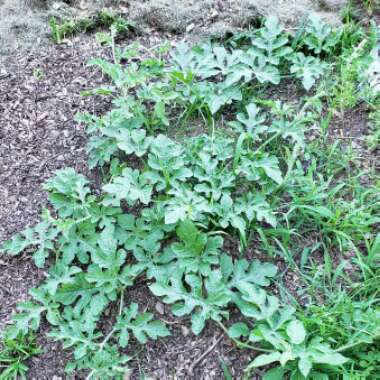 Dyllan's garden
