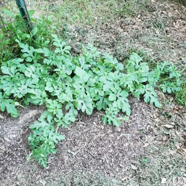 Dyllan's garden