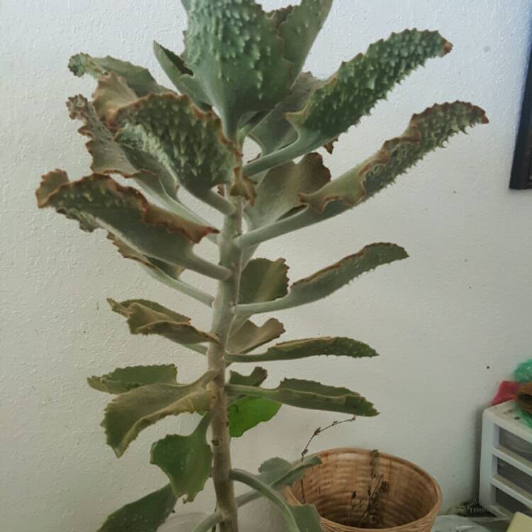 plant image 248958