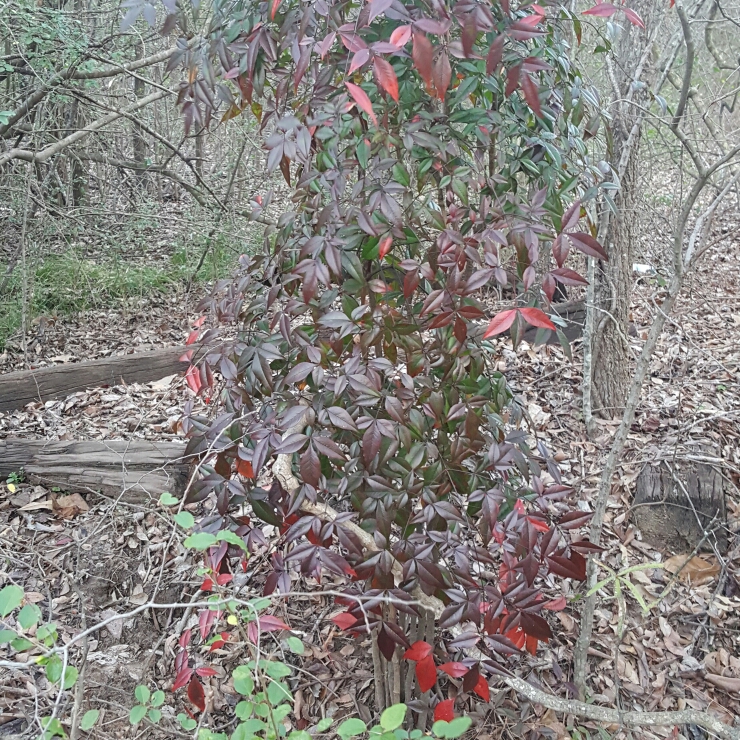 Plant image Nandina domestica 'Fire Power'