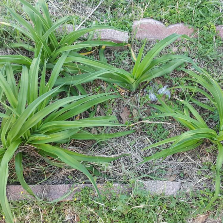 Plant image Hemerocallis 'Bonnie John Seton'