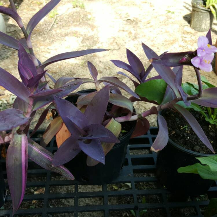 Plant image Tradescantia pallida 'Pink Stripe'
