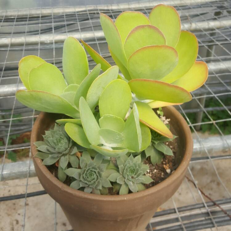 plant image 449414