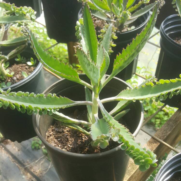 Plant image Kalanchoe daigremontiana syn. Bryophyllum daigremontianum