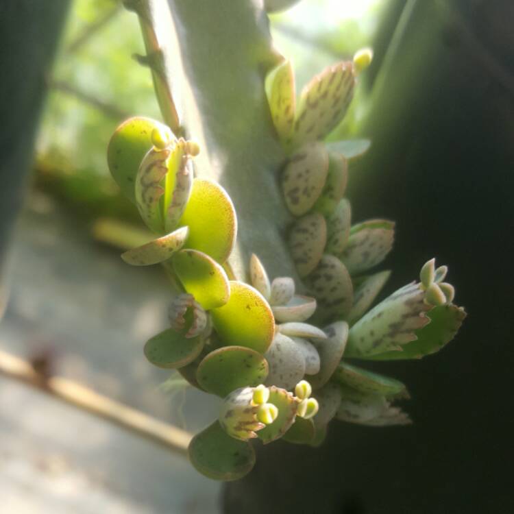 Plant image Kalanchoe daigremontiana syn. Bryophyllum daigremontianum