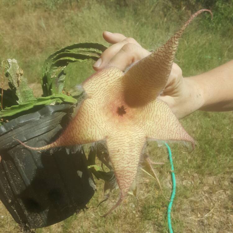 Plant image Stapelia gigantea