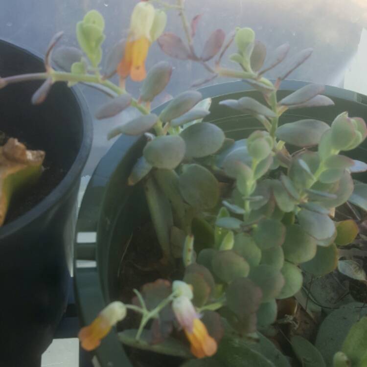Plant image Kalanchoe marnieriana
