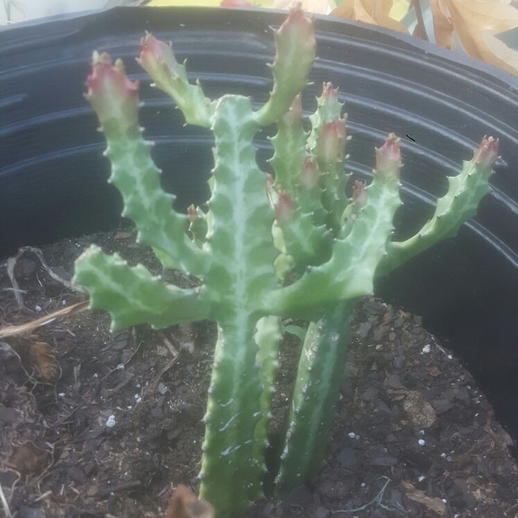 Plant image Euphorbia Lactea