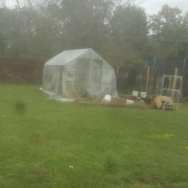 Dyllan's garden