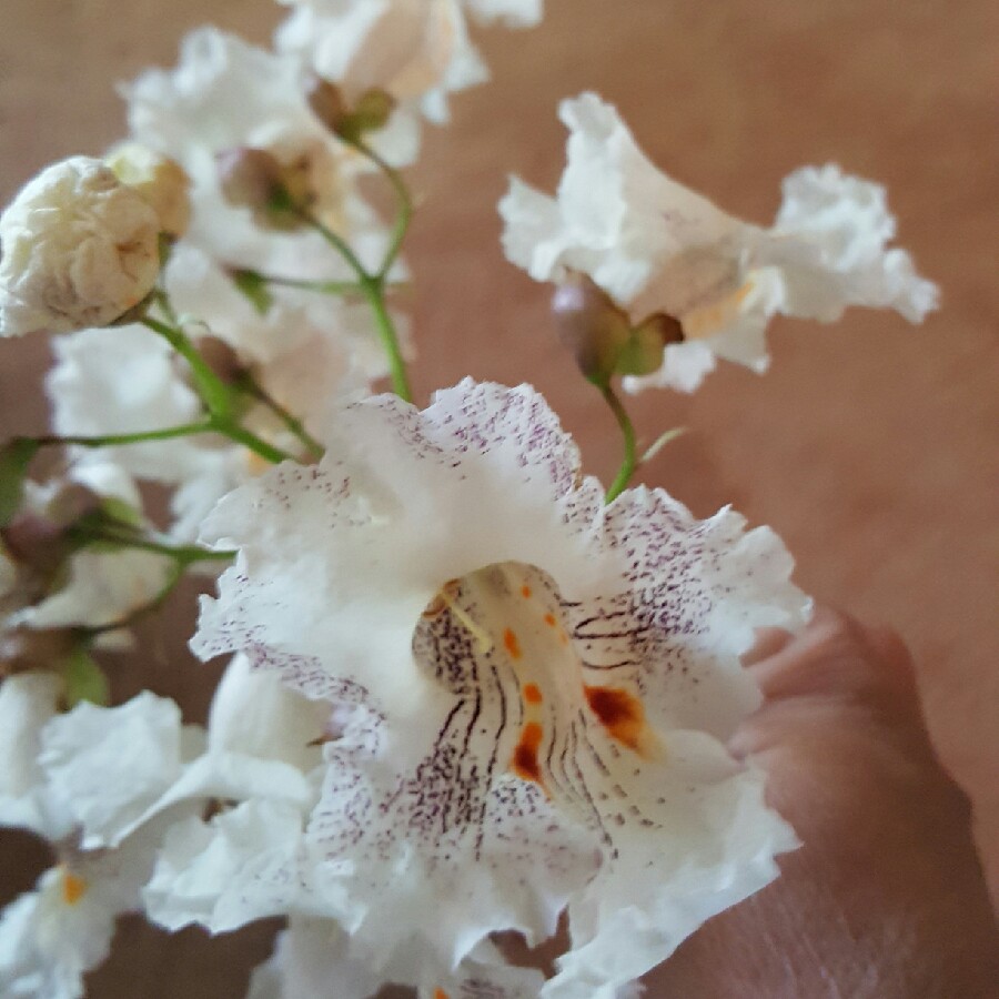 Catalpa bignonioides  syn.Catalpa catalpa, Catalpa syringaefolia