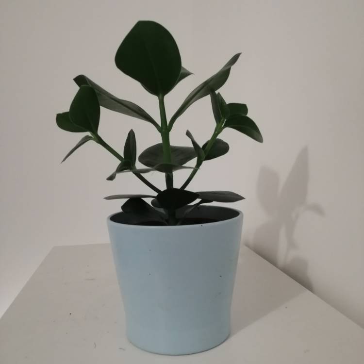 Plant image Clusia Rosea