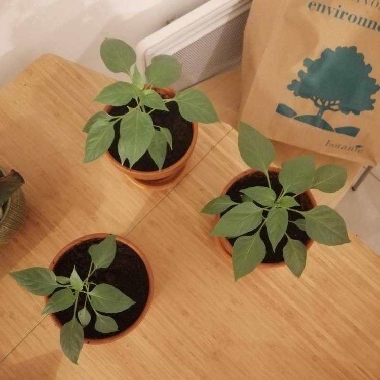 plant image 1155768