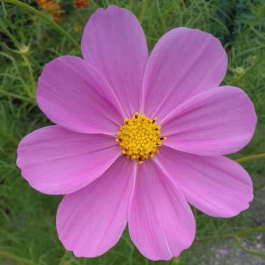 Cosmea 'Sonata Pink Blush'