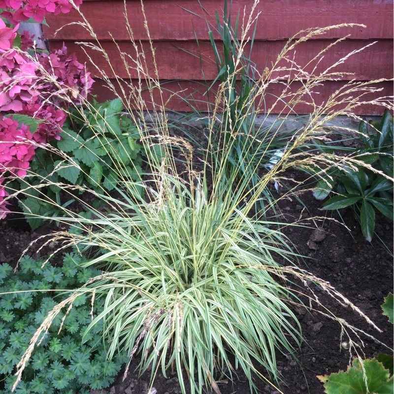 Plant image Carex