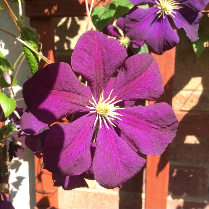 Clematis viticella 'Viola'