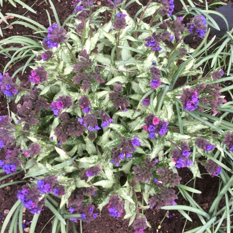 plant image 36846