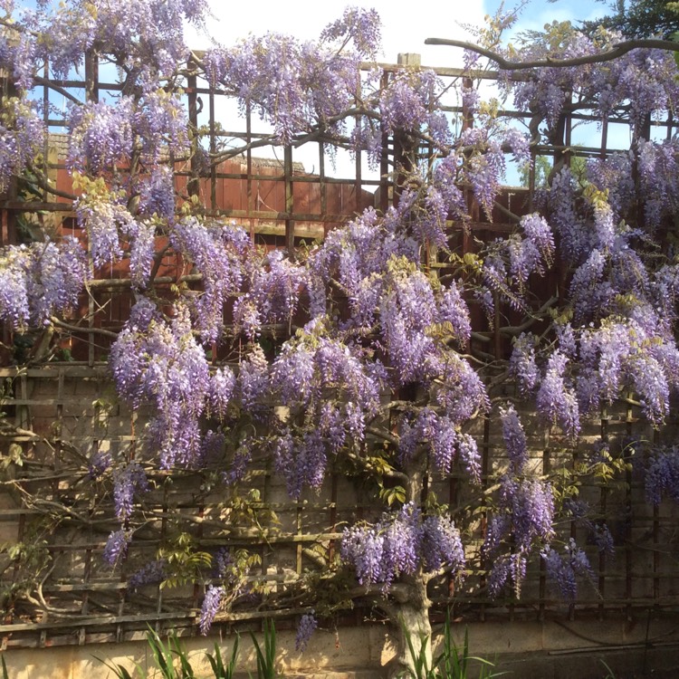 Plant image Wisteria sinensis