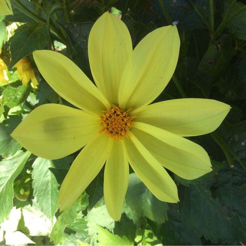 Plant image Dahlia 'Blended Beauty'