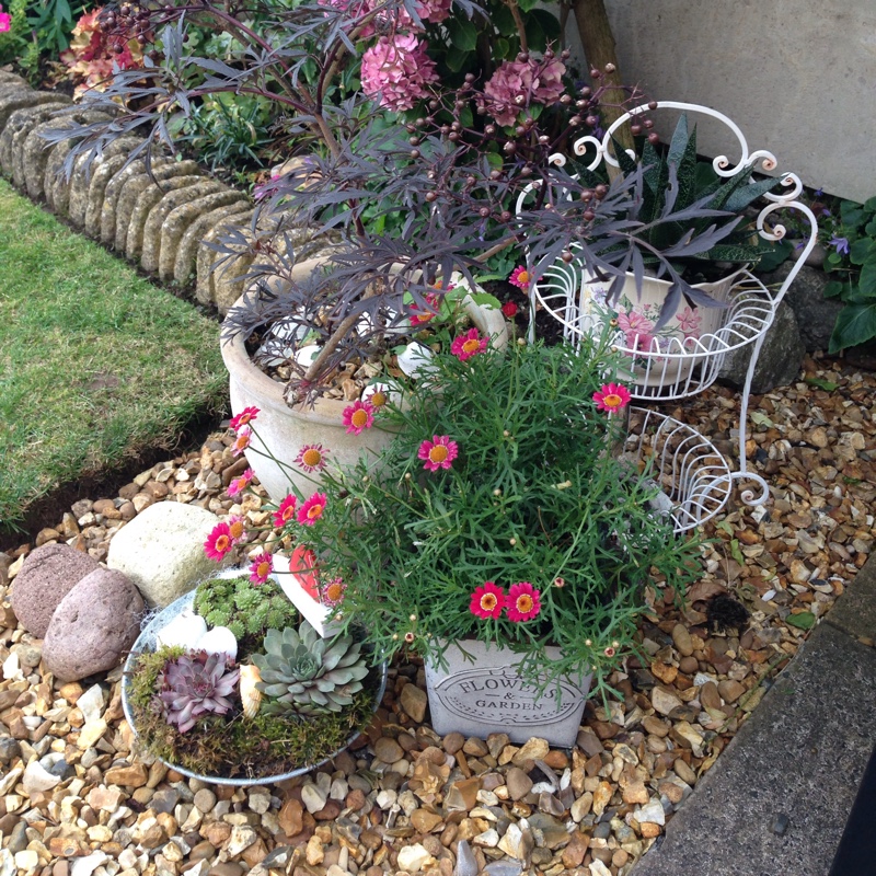 plant image 7008 plant image 7008