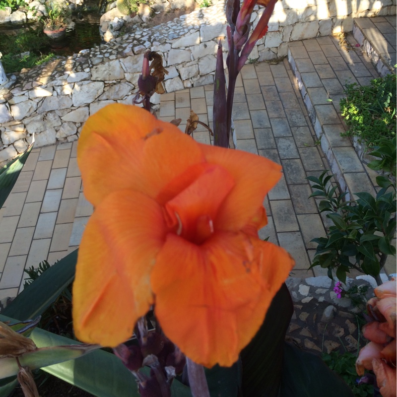 plant image 158488 plant image 158488