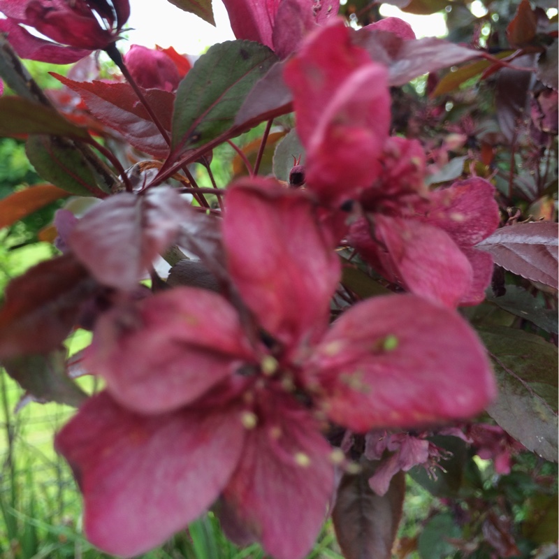 Dor's garden