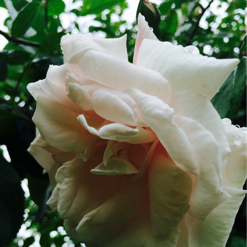 Dor's garden