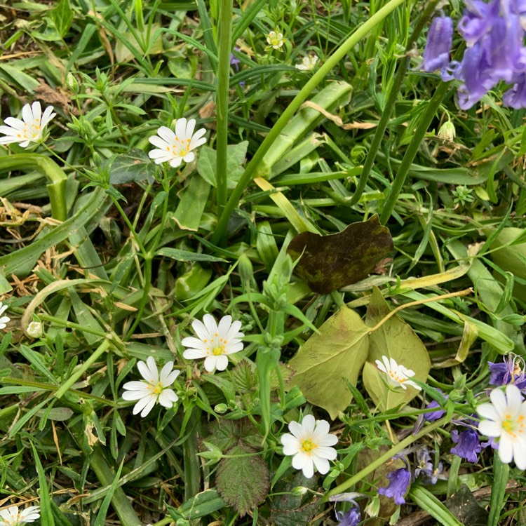 Plant image Silene Vulgarus