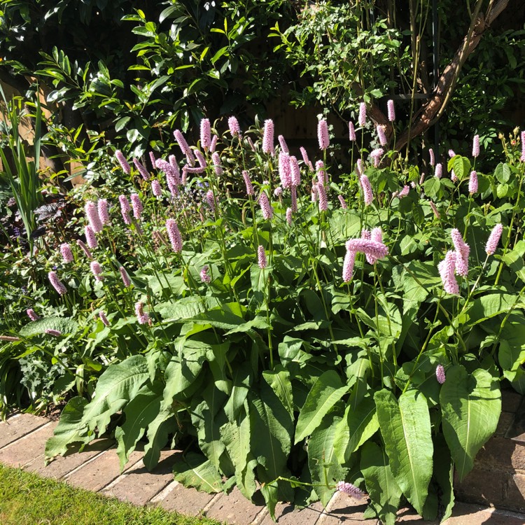 Plant image Persicaria bistorta