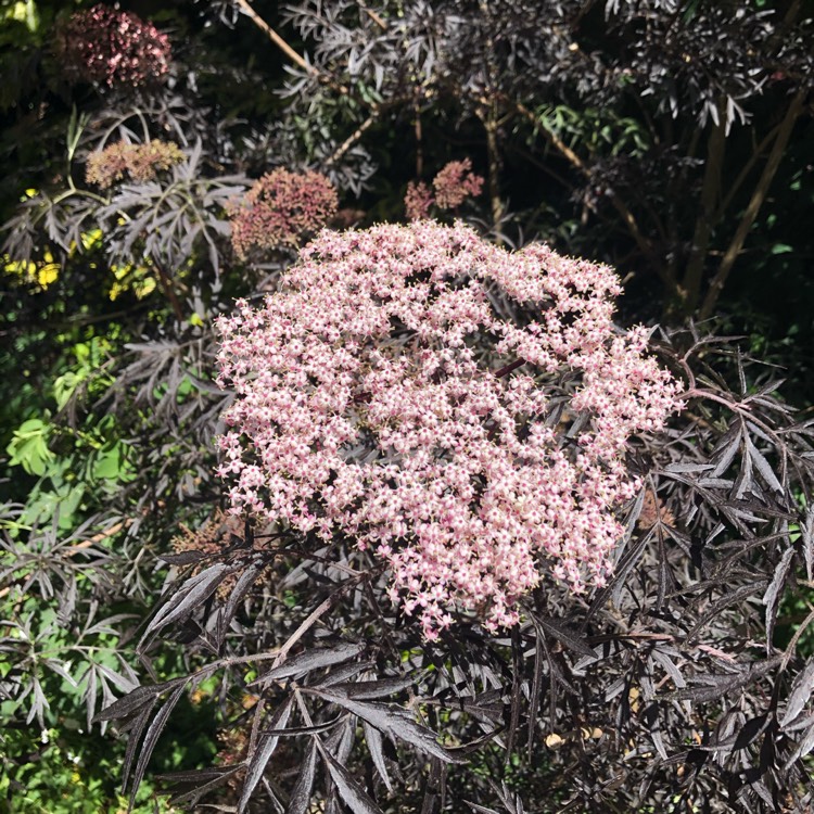 plant image 1306641
