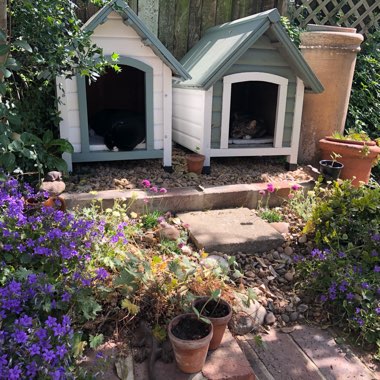 Rosemary's garden