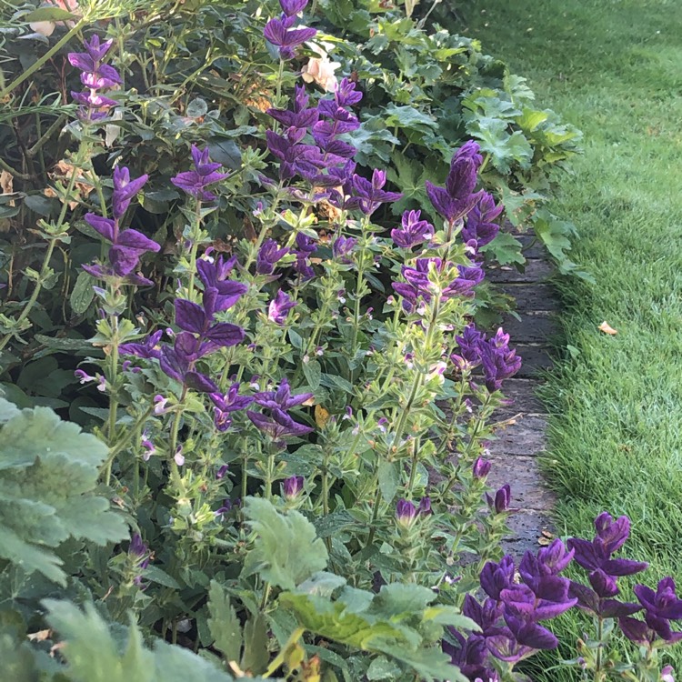 plant image 1359869