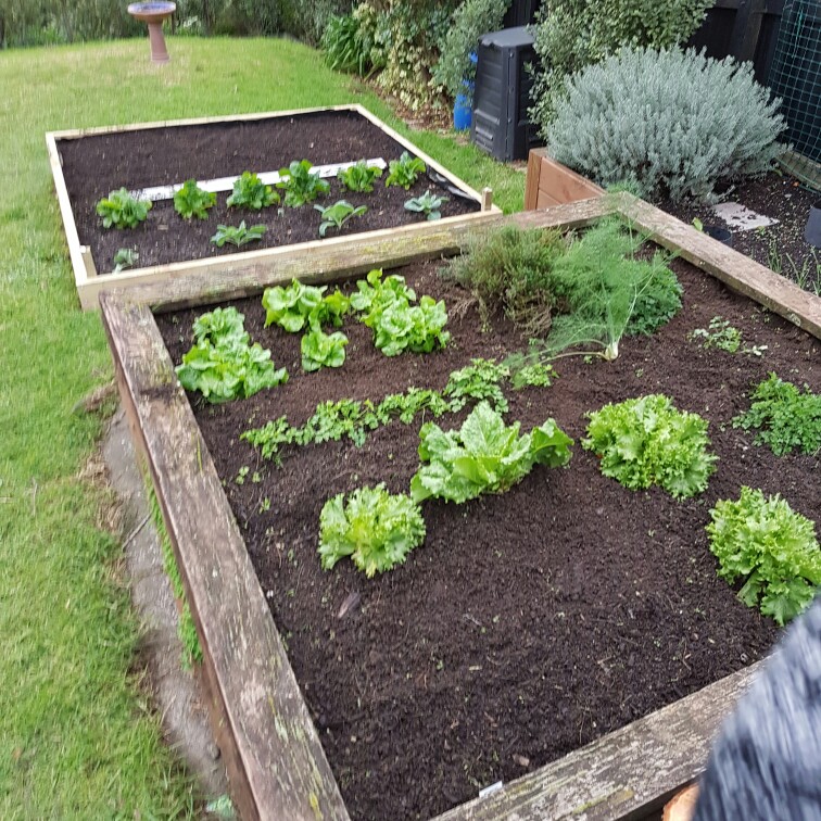 Rob's garden