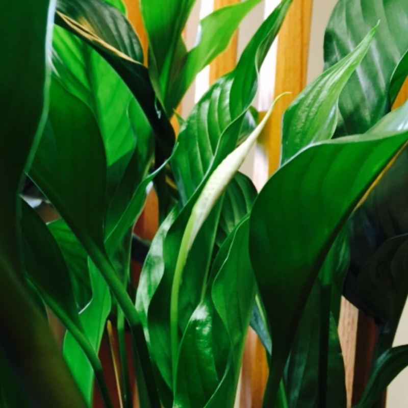 Spathiphyllum wallisii