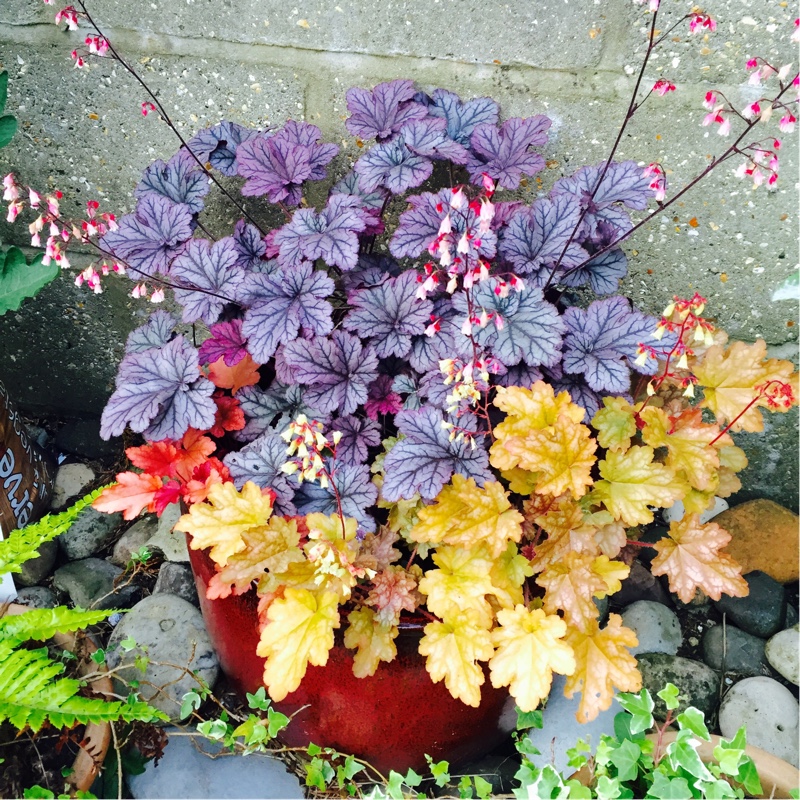 Heuchera