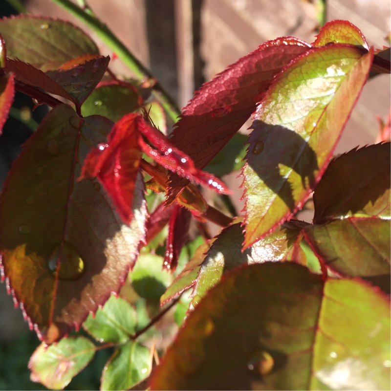 Rosa