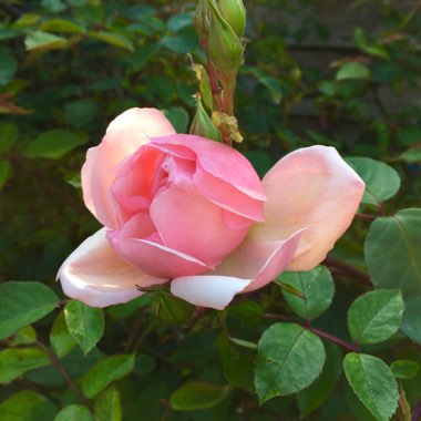 Rosa (Climbing)