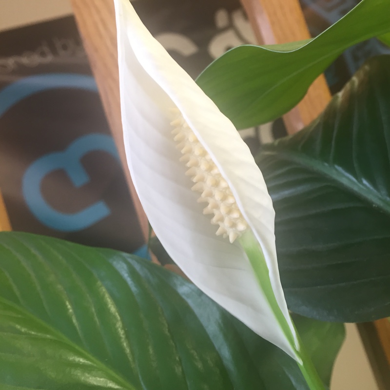 Spathiphyllum wallisii