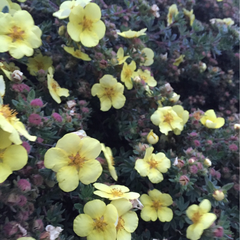 Plant image Potentilla fruticosa 'Elizabeth'