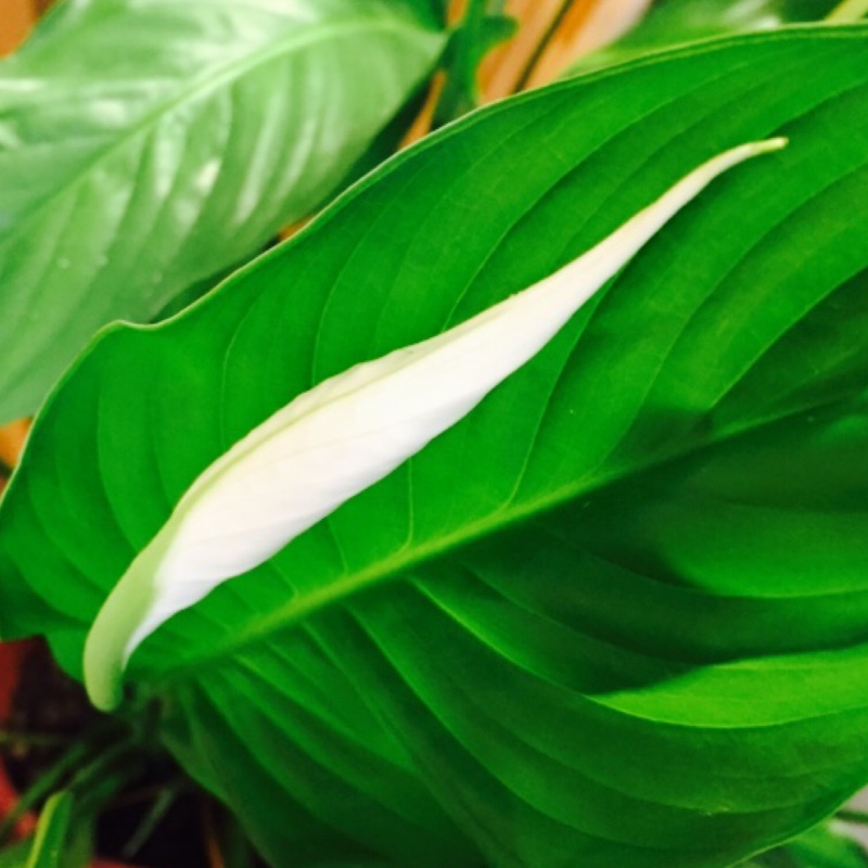 plant image 6511 plant image 6511