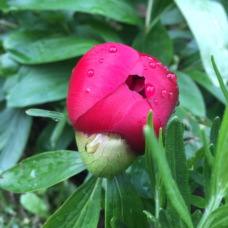 Paeonia
