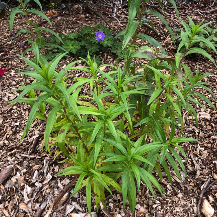 Plant image Penstemon 'Pensham Skies'