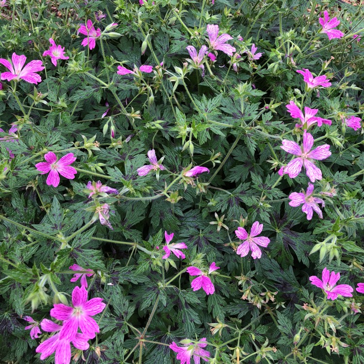 plant image 831469