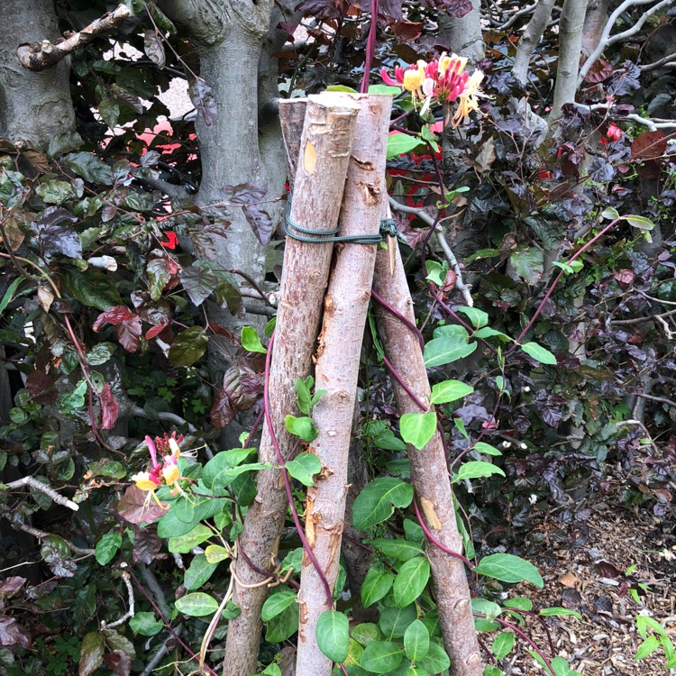 plant image 831478