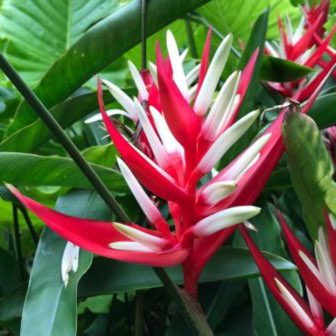 Plant image Heliconia angusta 'Red Christmas'