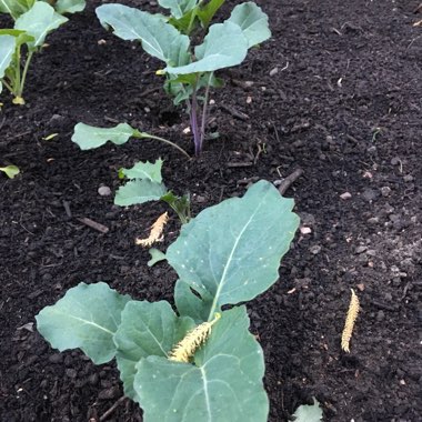 Broccoli 'Purple Sprouting'