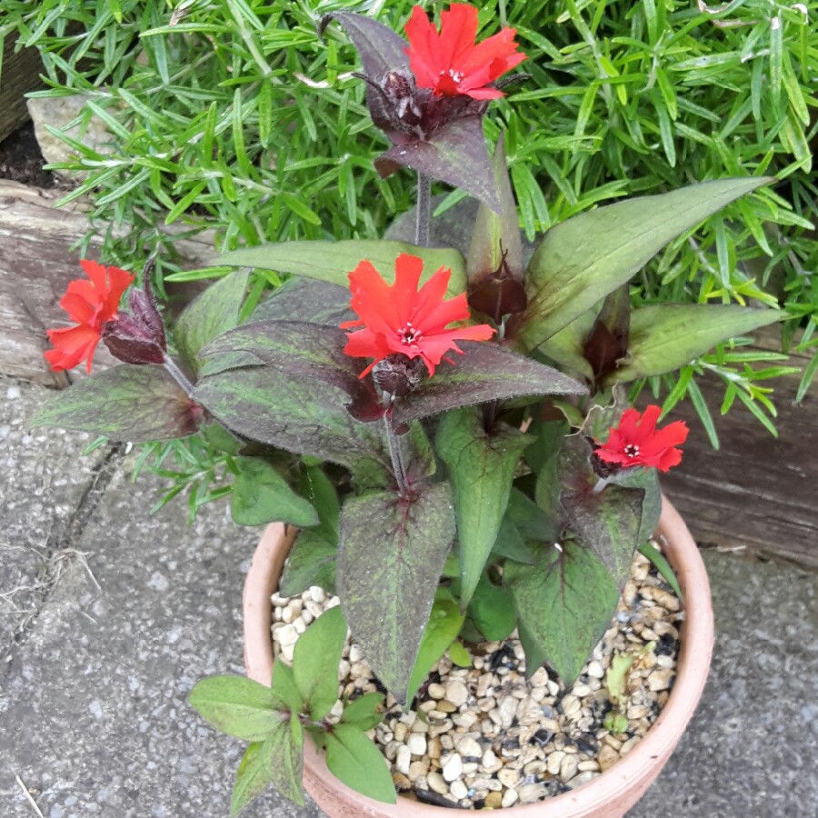 Plant image Lychnis 'Molten Lava'