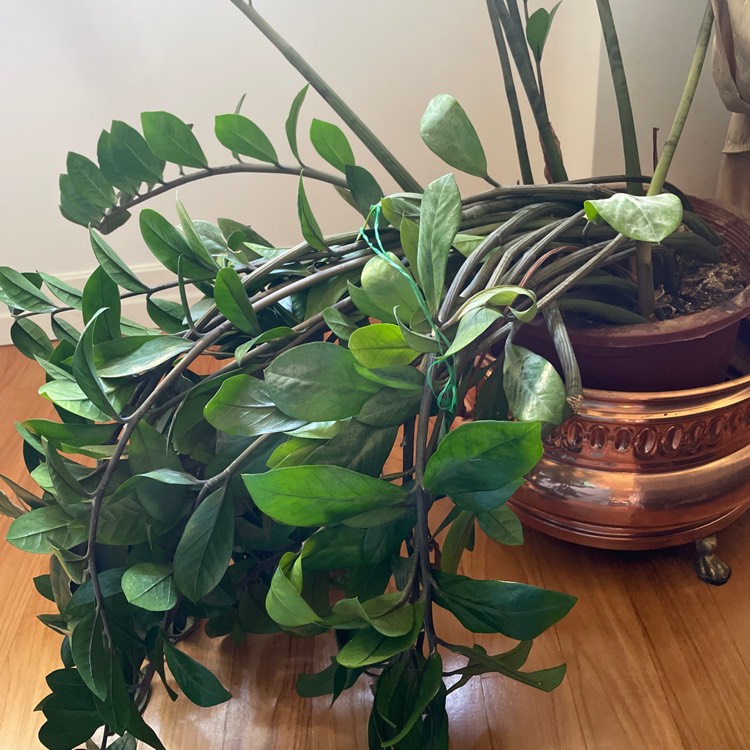 plant image 1624611