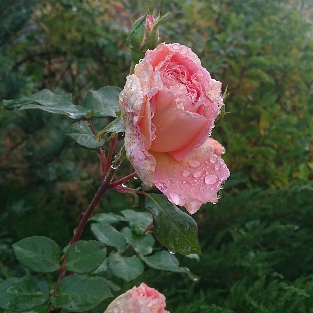 plant image 1443059